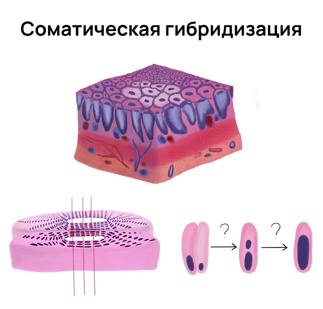 Гибридизация